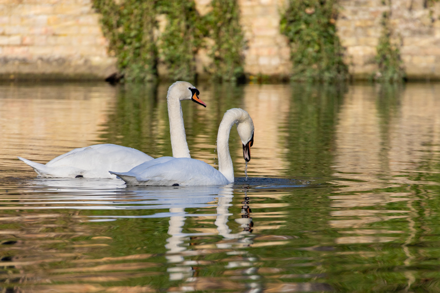 Swans, Mill pond