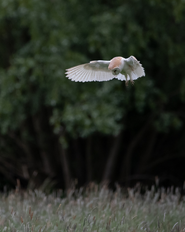 Barn owl hovering