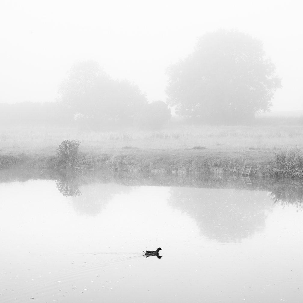On a misty morning in August 2022 this Moorhen provided a nice balance to the two trees.