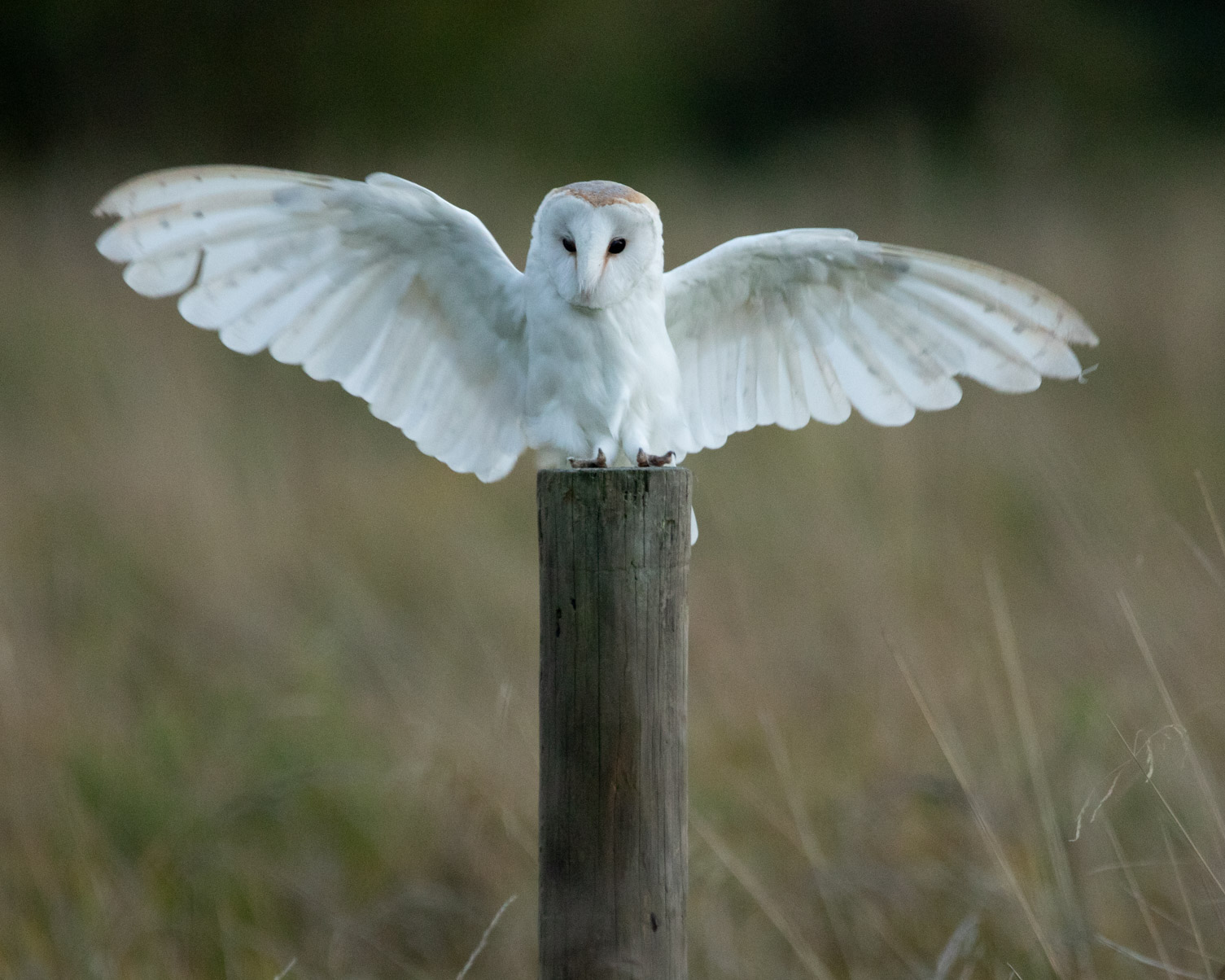 Barn owl lands on post