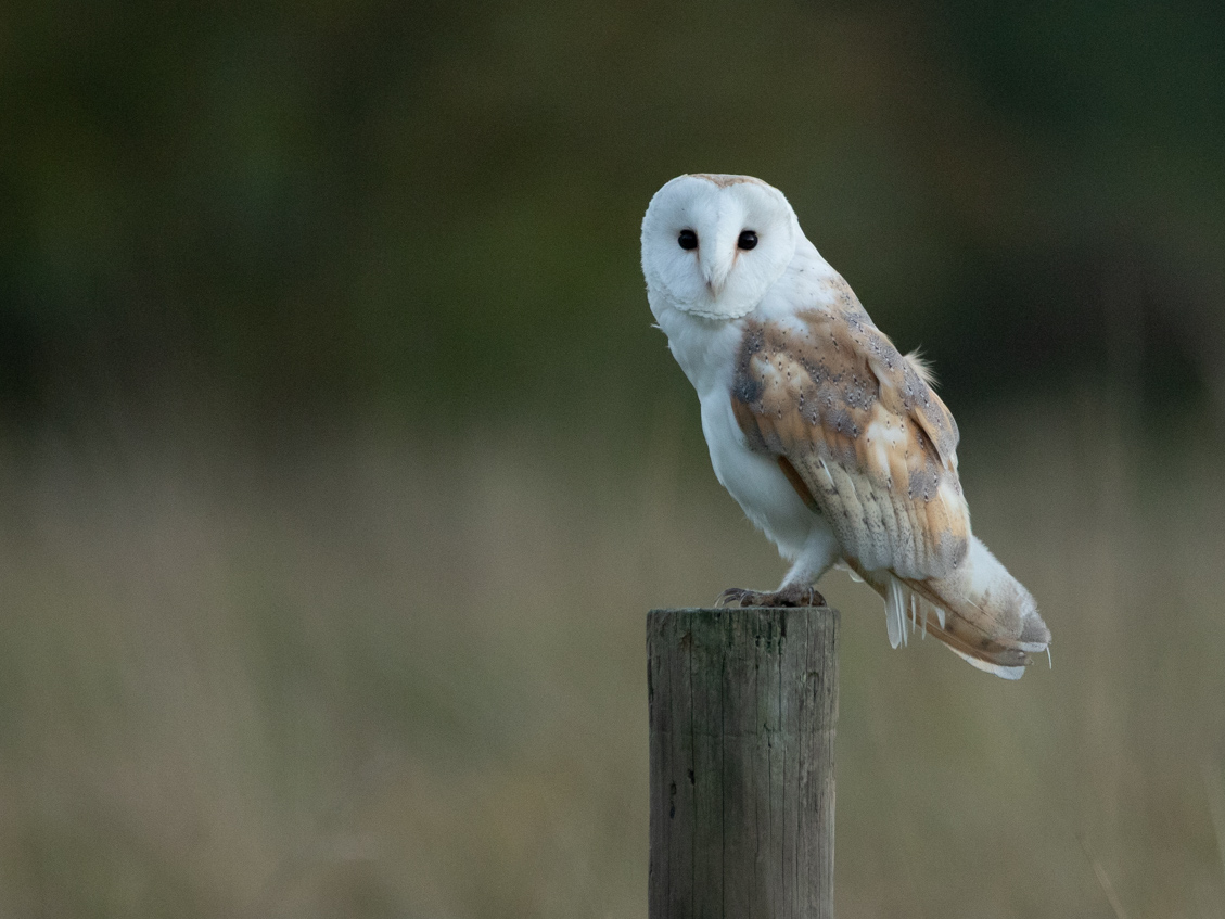 Evening barn owl on post