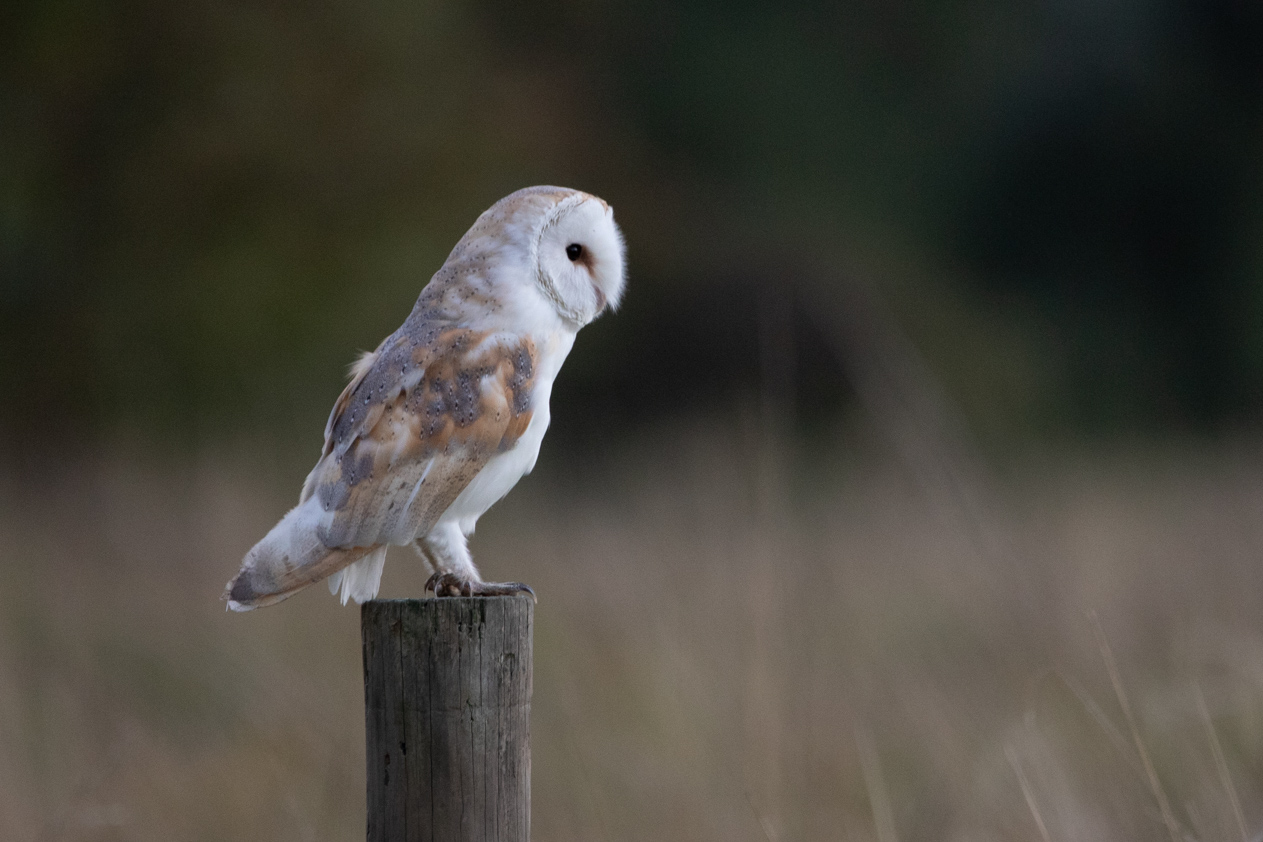 Evening barn owl on post