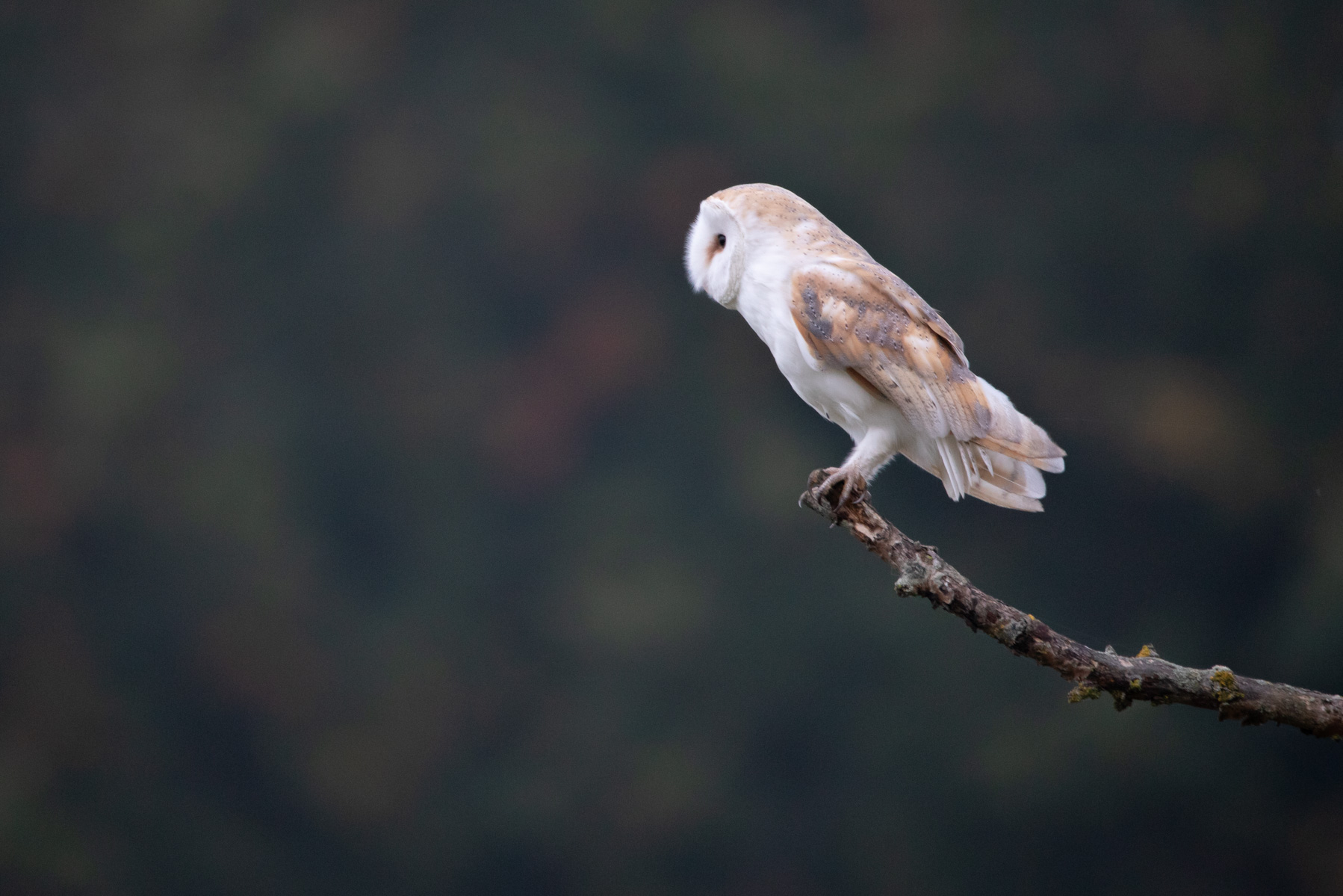 Morning barn owl on branch