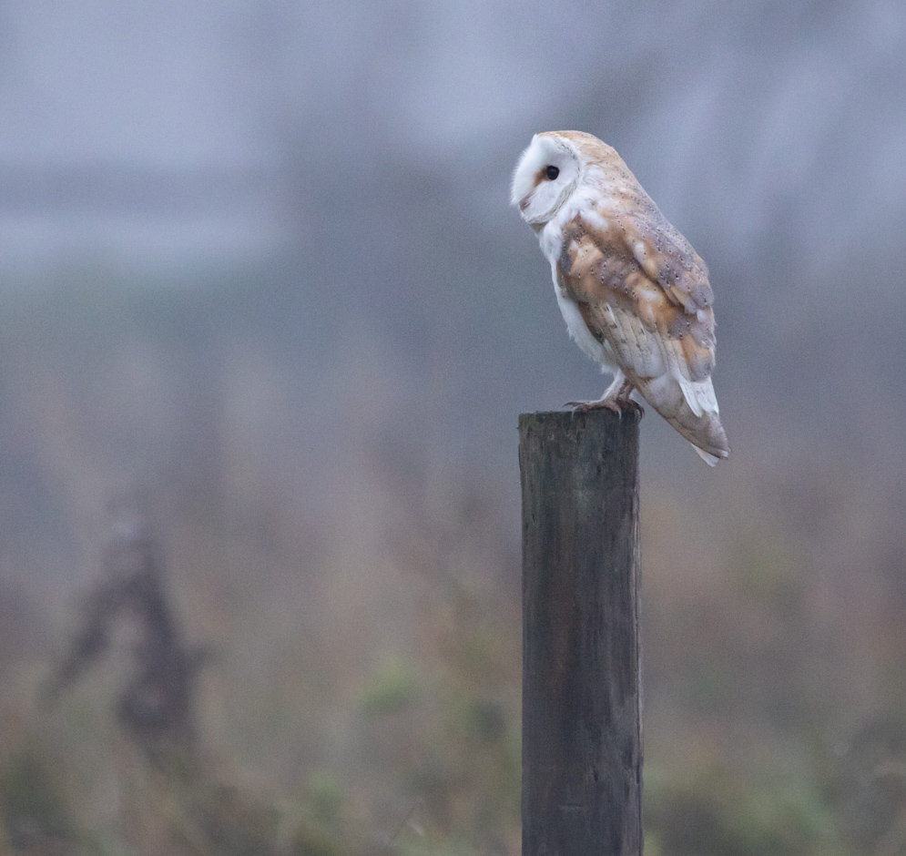 Morning barn owl on post