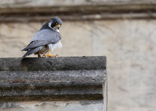 Peregrine perched on stonework