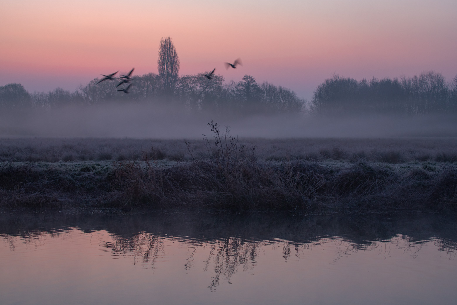 Taken on the same March 2022 morning as my favourite sunrise photo, as I waited for the owl I heard some Geese taking off and quickly rattled off a few frames, hoping to catch them in the scene, and making a nice addition to the landscape.