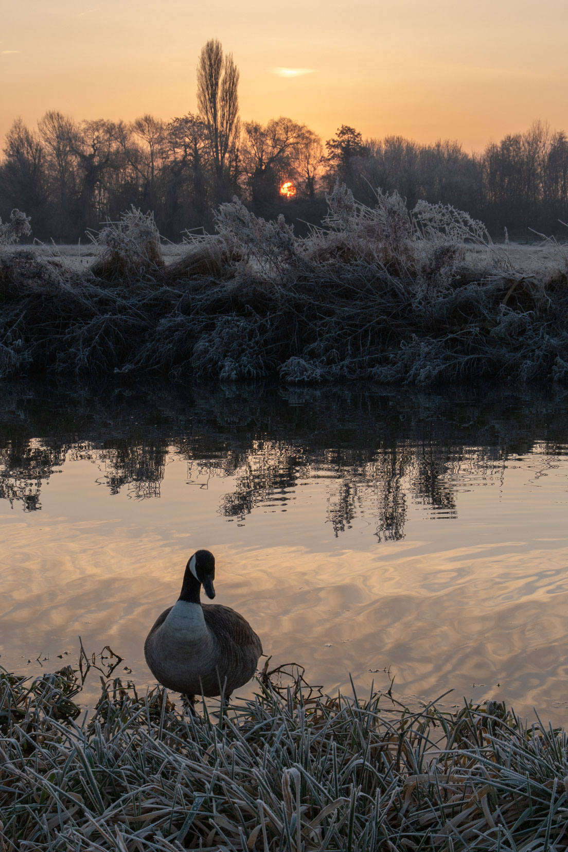 A calm goose on a morning spent watching the barn owl, January 2023.