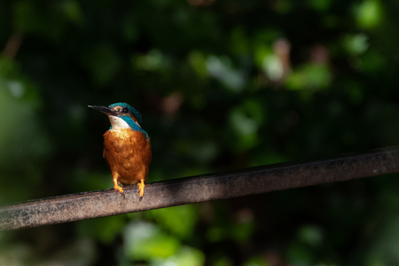 Kingfisher by Clare College punts
