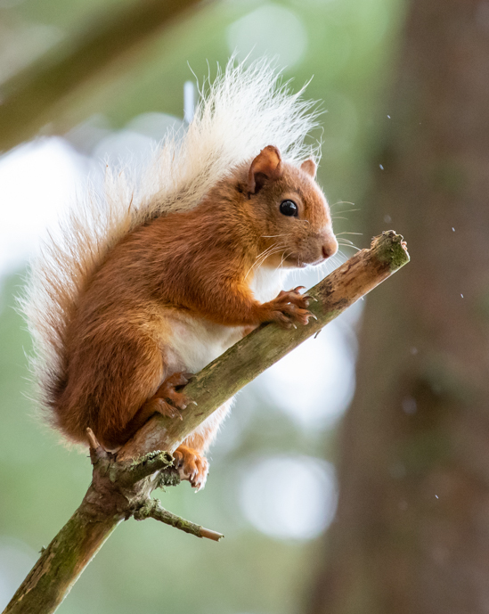Red squirrel in rain