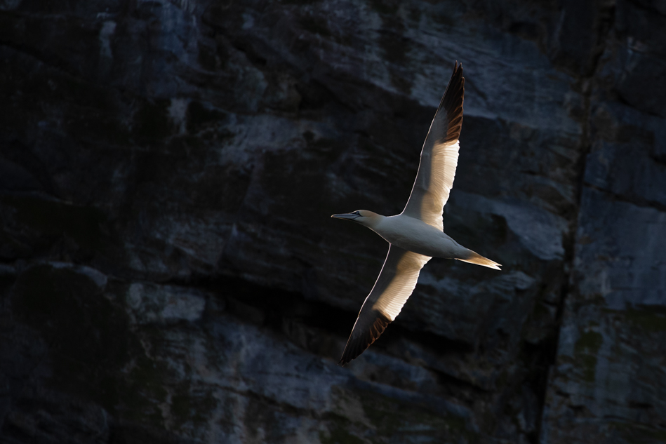 Bass rock gannet